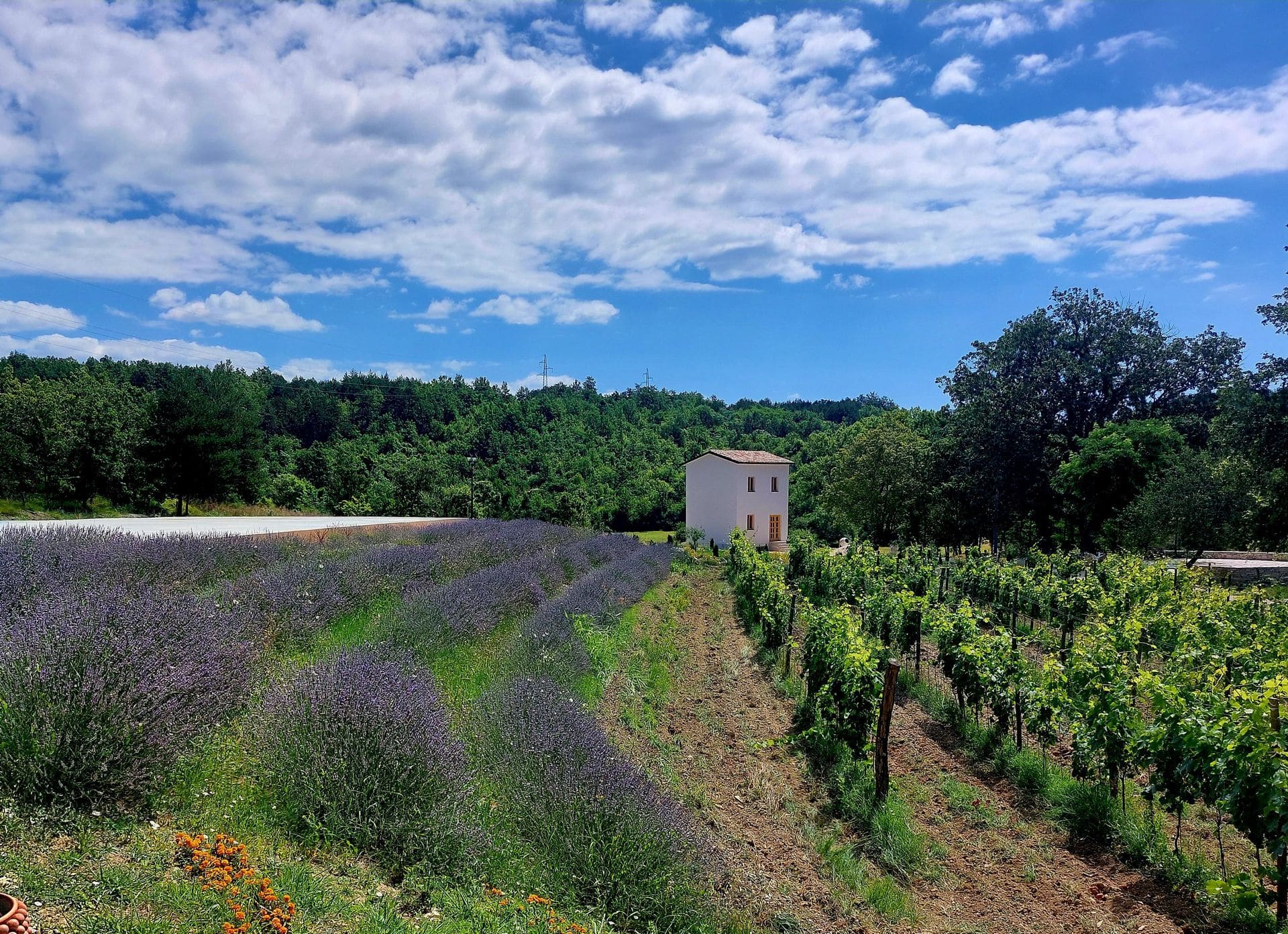 Tenuta-Tre-Terre-Galerija-26